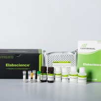 [E-CL-R0255] Rat FSH (Follicle Stimulating Hormone) CLIA Kit