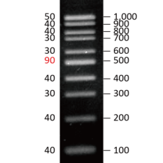[EFM-D01-500] EF 100bp DNA Ladder RTU