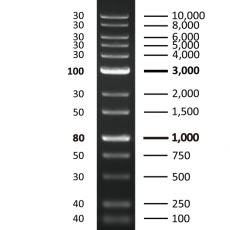 [EFM-D05-500] EF 1K Plus DNA Ladder RTU