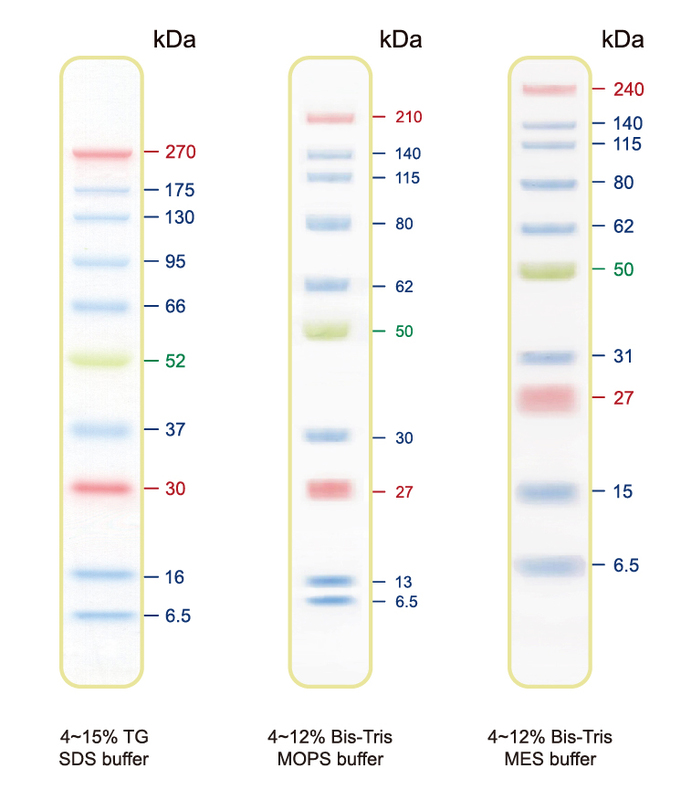 [EFM-PM01-250/EFM-PM01-500] CLEAN Prestained Protein Ladder