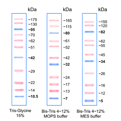 [EFM-PM15-250/EFM-PM15-500] PiNK Prestained Protein Ladder